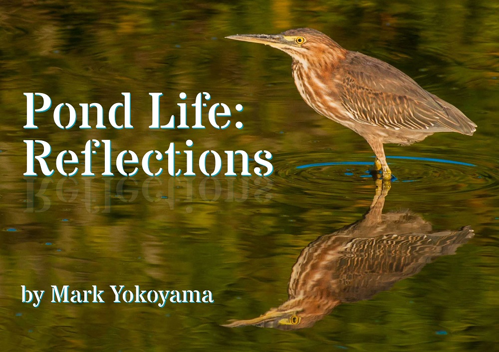 Pond-Life-Reflections ebook