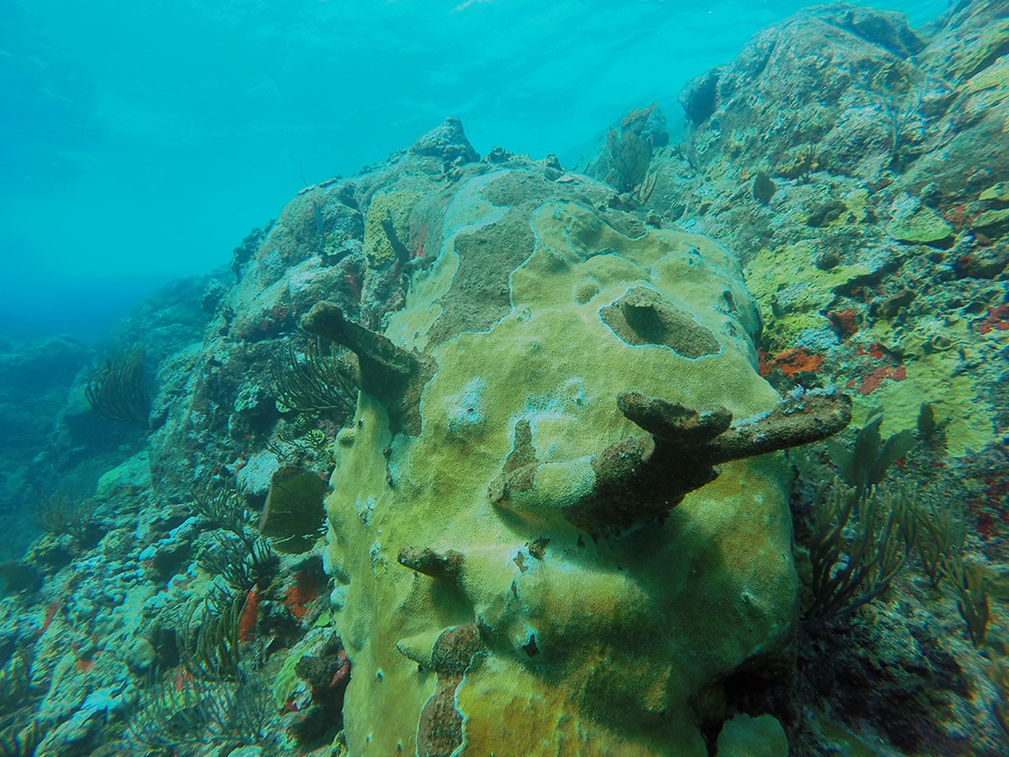 St. Maarten Reefs Coral Species Damaged (1)