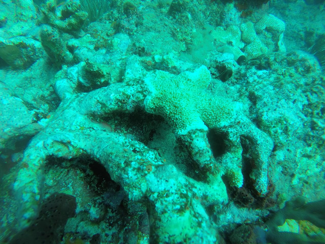 St. Maarten Reefs Coral Species Damaged (2)