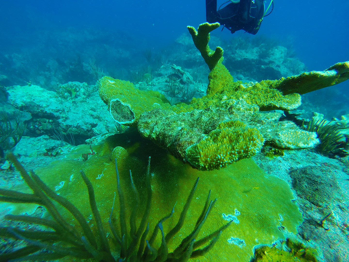 St. Maarten Reefs Coral Species Damaged (3)