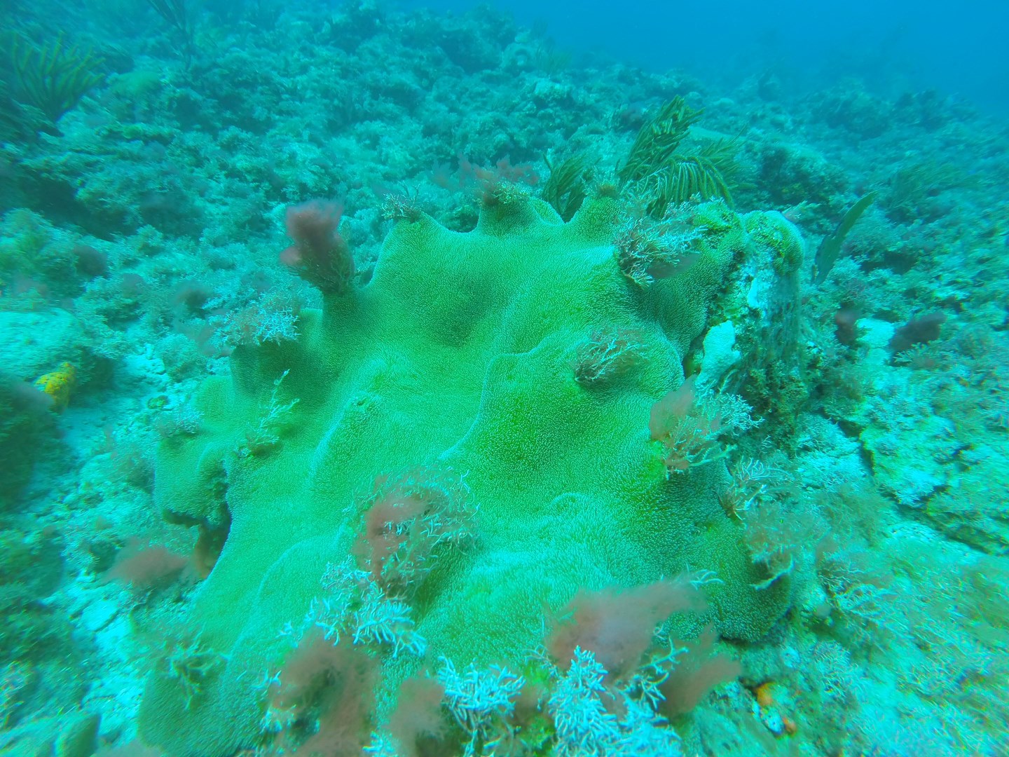 St. Maarten Reefs Coral Species Damaged (4)