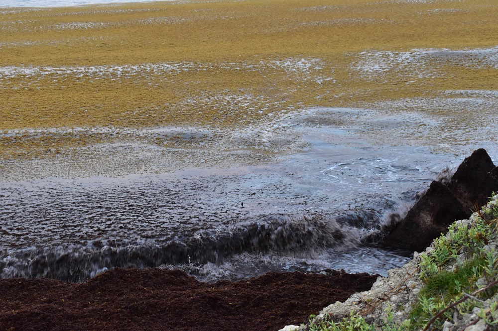 Sargassum seaweed on beach in Point Blanche - 2019070803 SA