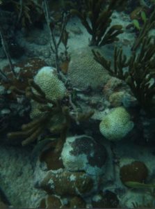 coral - Stony Coral Tissue Loss Disease Management Update for the Dutch Caribbean