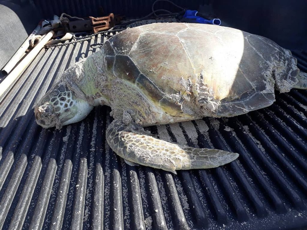 Dead sea turtle (1)