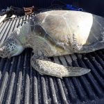 Dead sea turtle (1)