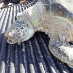 Dead sea turtle (2)